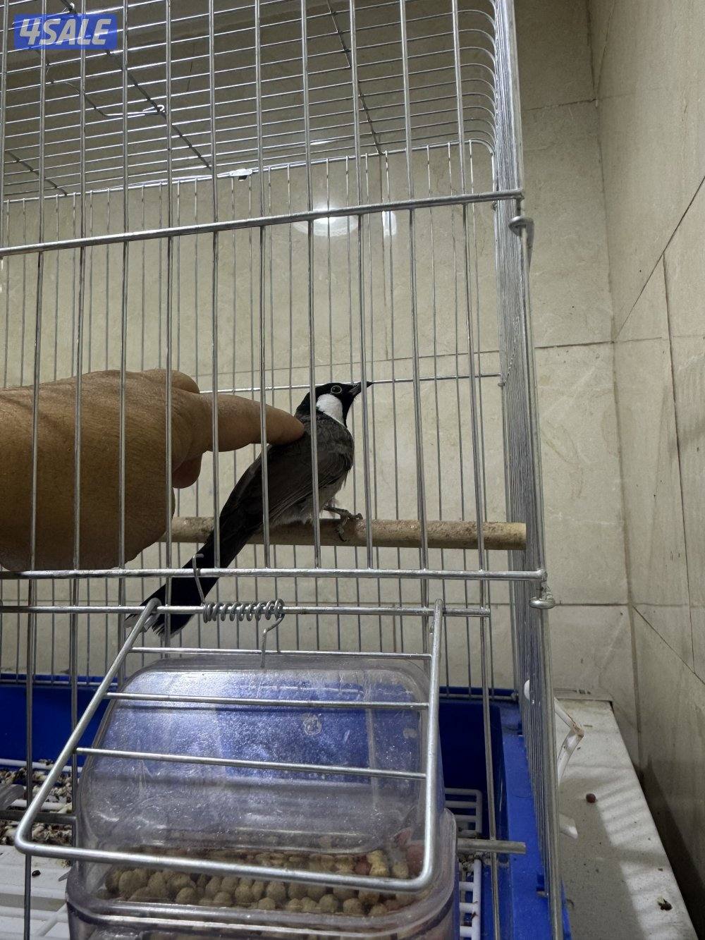 حساوي تغريد وربوه1