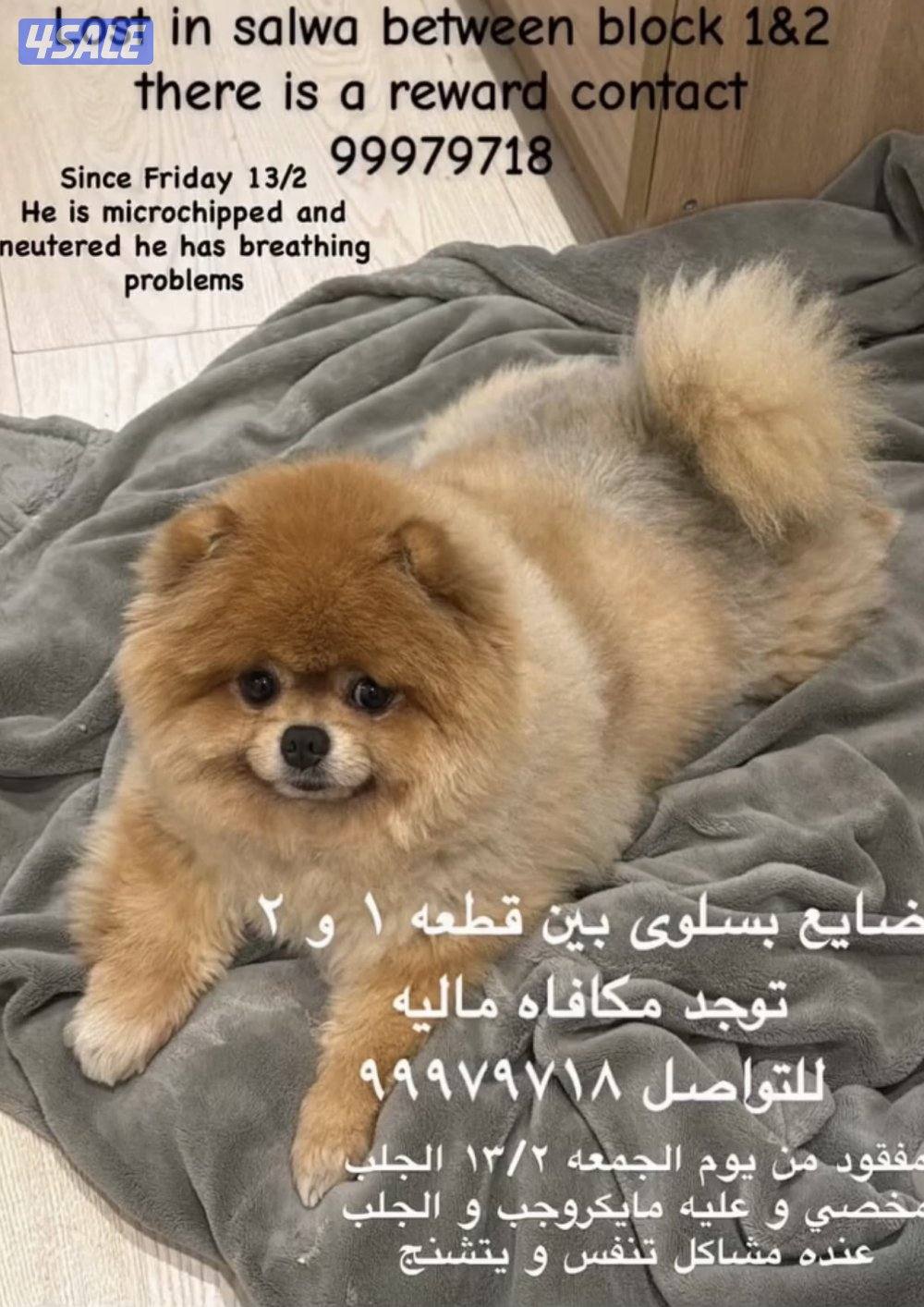 مفقود بومرينيان0