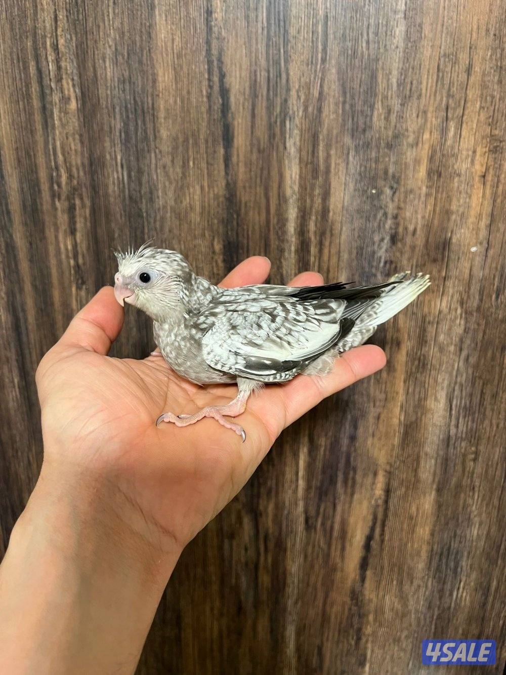 فروخ كروان انتاج الكويت ينفع للاطفال0