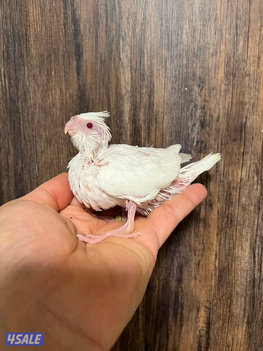 فروخ كروان انتاج الكويت ينفع للاطفال1