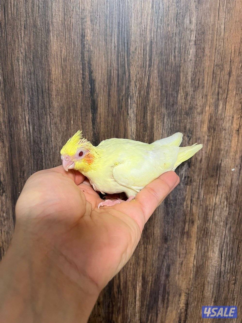 فروخ كروان انتاج الكويت ينفع للاطفال2