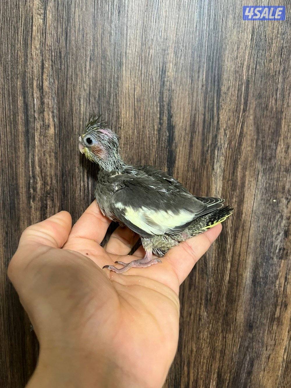 فروخ كروان انتاج الكويت ينفع للاطفال3