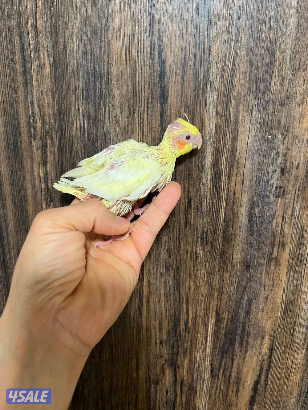 فروخ كروان انتاج الكويت ينفع للاطفال4