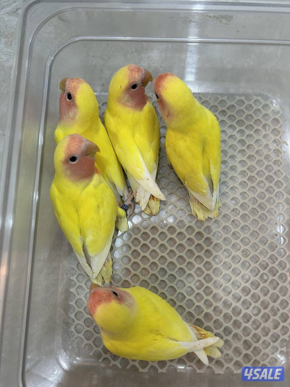 لوف بيرد لاتينو روز رد فيس، ربوة0