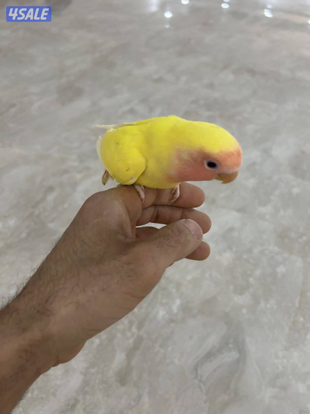 لوف بيرد لاتينو روز رد فيس، ربوة1