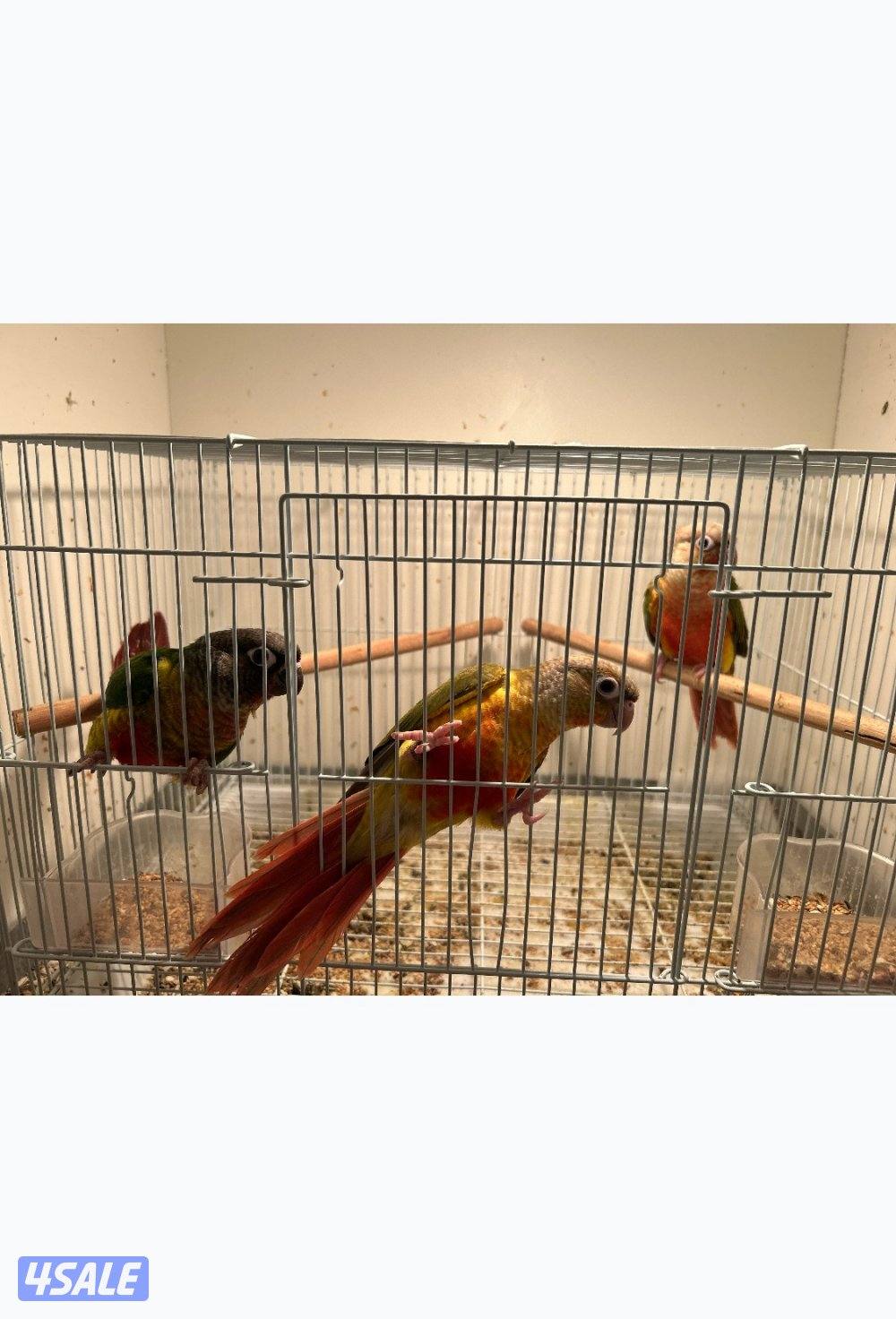 كنيور باينابل ، كنيور يلو سايد ، ربوة0