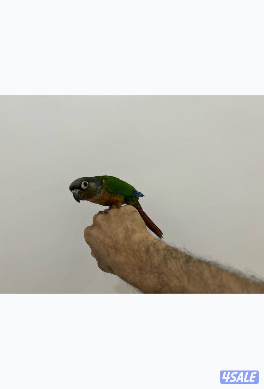 كنيور باينابل ، كنيور يلو سايد ، ربوة1