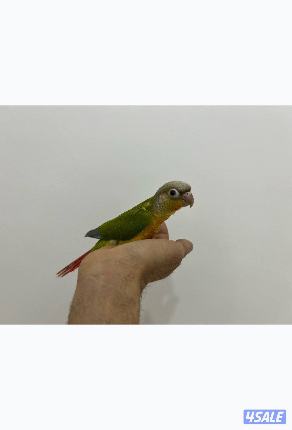 كنيور باينابل ، كنيور يلو سايد ، ربوة3