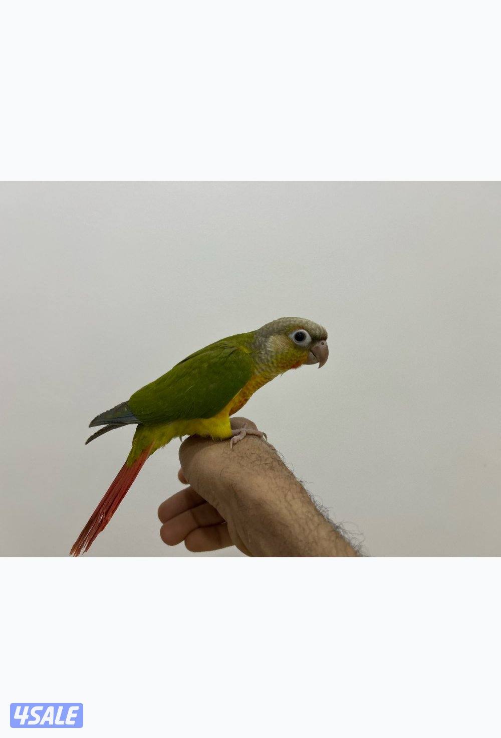 كنيور باينابل ، كنيور يلو سايد ، ربوة4