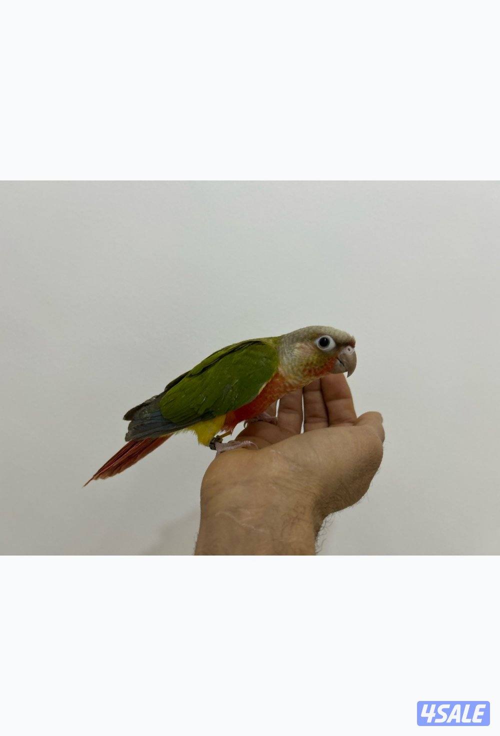 كنيور باينابل ، كنيور يلو سايد ، ربوة5