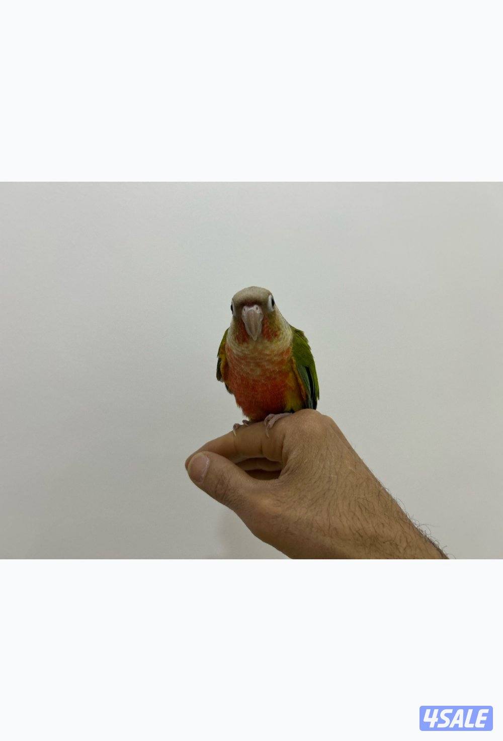 كنيور باينابل ، كنيور يلو سايد ، ربوة6