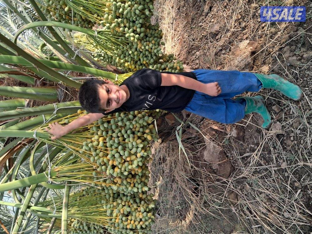 تنظيف النخل تكريب النخل شلع وزراعة النخل ببع وشراء النخل هوازي ابو جاس5