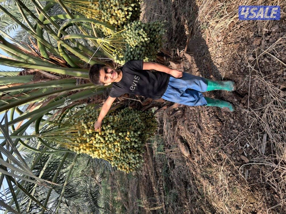 تنظيف النخل تكريب النخل شلع وزراعة النخل ببع وشراء النخل هوازي ابو جاس8