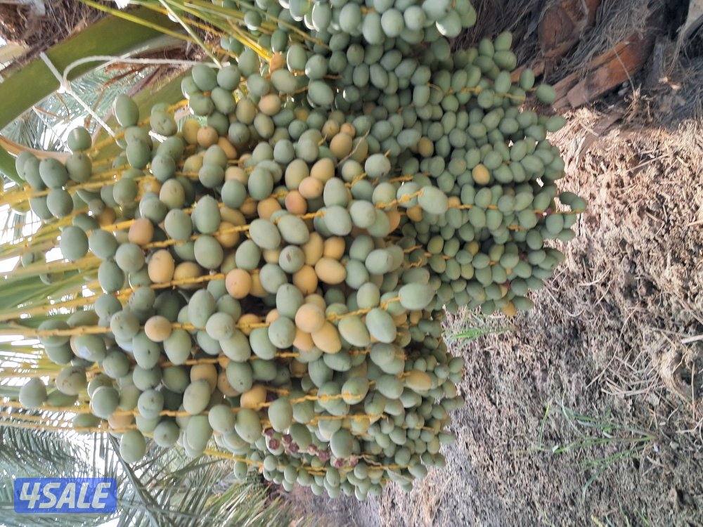 تنظيف النخل تكريب النخل شلع وزراعة النخل ببع وشراء النخل هوازي ابو جاس9