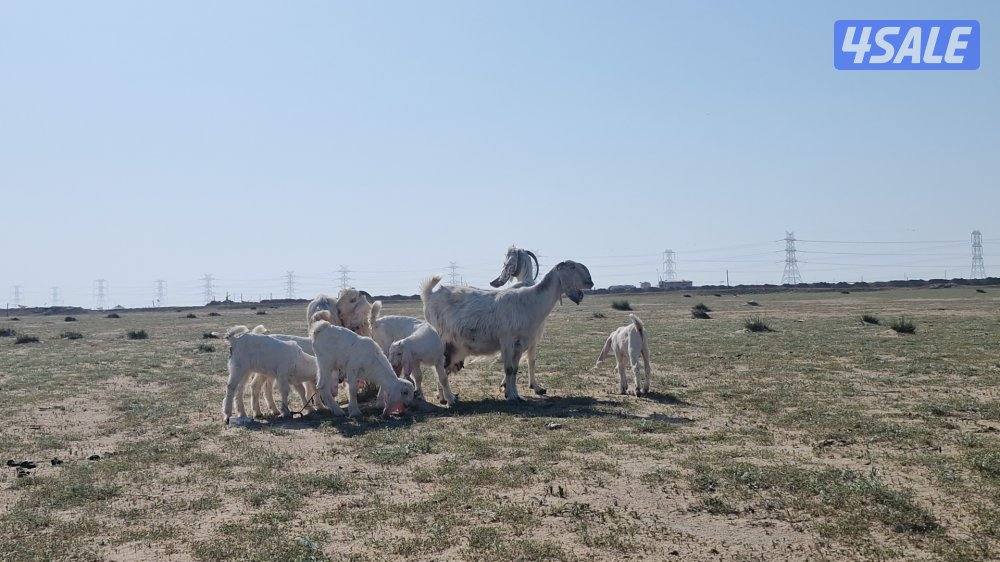 للبيع معزا مطافيل العدد ٣0