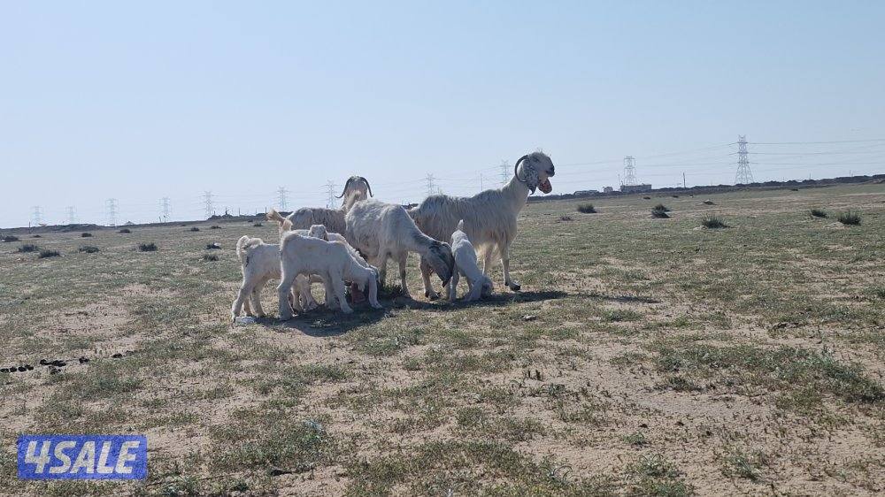 للبيع معزا مطافيل العدد ٣1