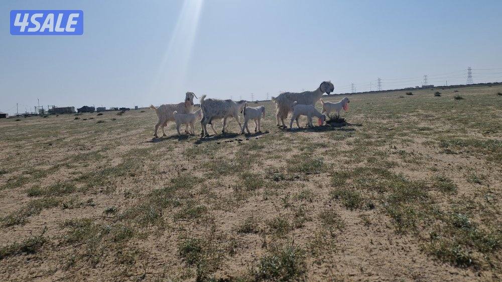 للبيع معزا مطافيل العدد ٣2