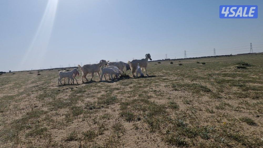 للبيع معزا مطافيل العدد ٣3