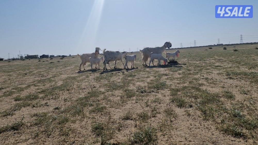 للبيع معزا مطافيل العدد ٣4