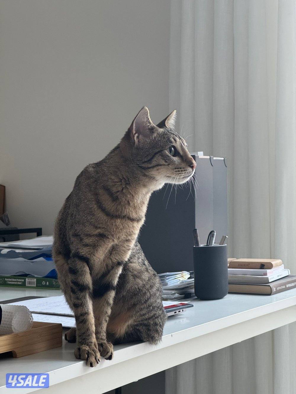 قطة التبني0