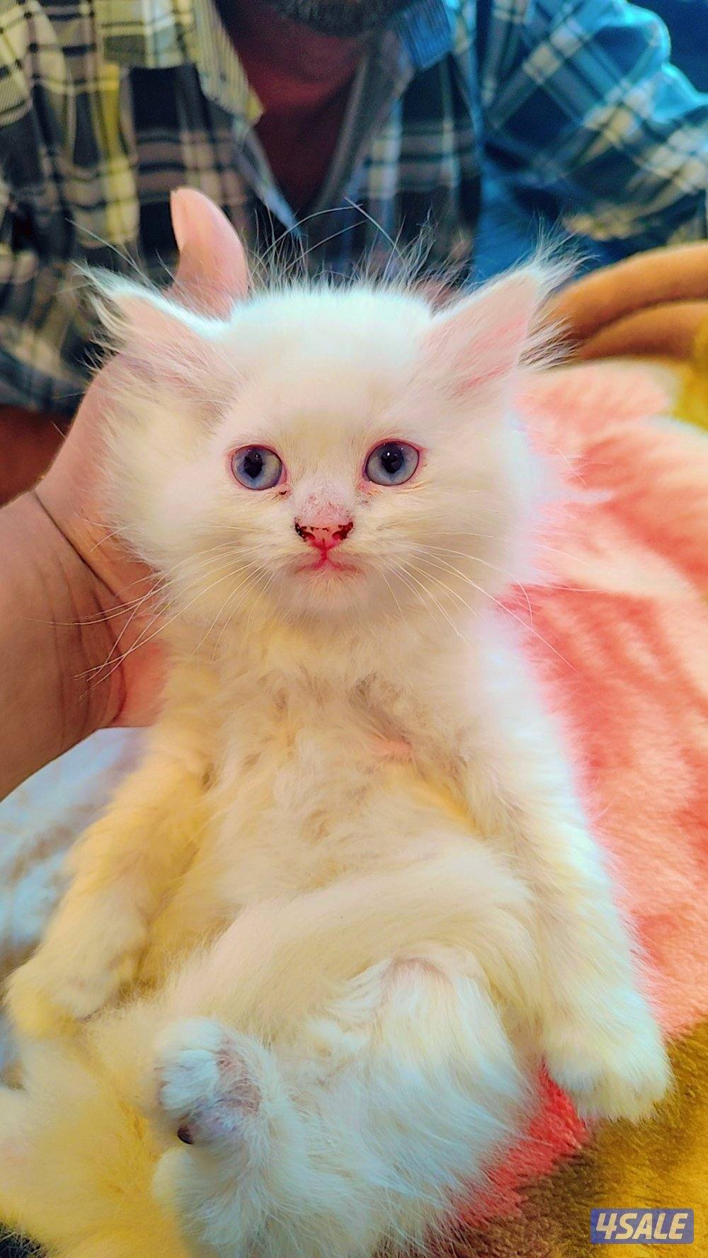 Persian cat0