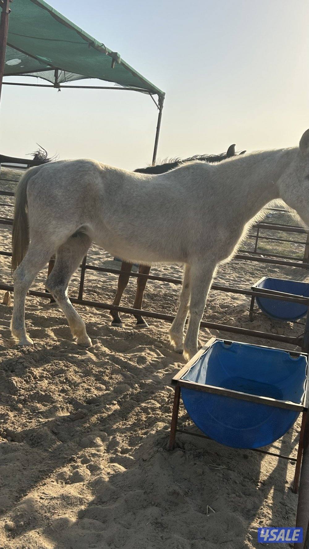 سلام عليكم  فرس وبنتها المهره عمرها ٣ سنين  الفرس ٩سنين ولاقحه0