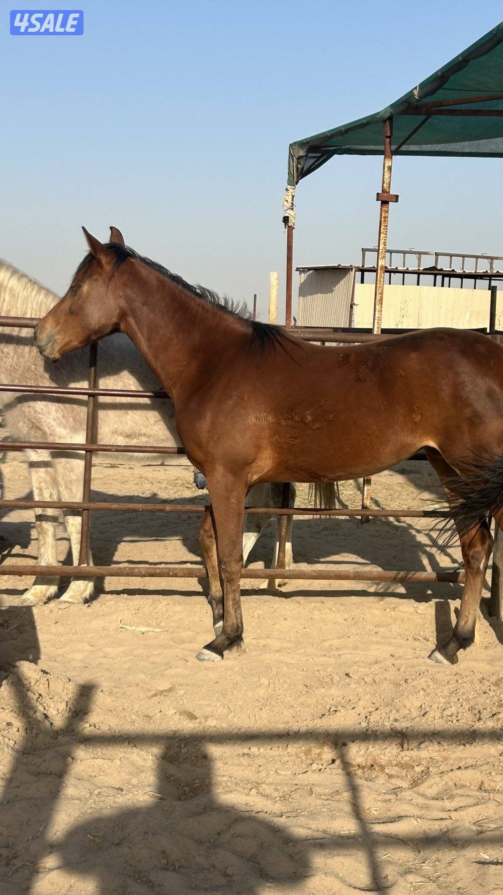 سلام عليكم  فرس وبنتها المهره عمرها ٣ سنين  الفرس ٩سنين ولاقحه1