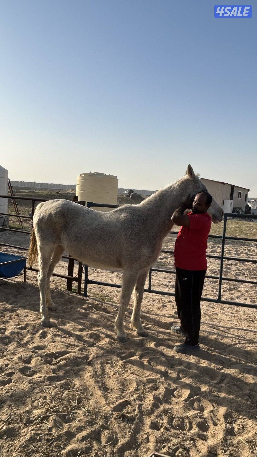 سلام عليكم  فرس وبنتها المهره عمرها ٣ سنين  الفرس ٩سنين ولاقحه2