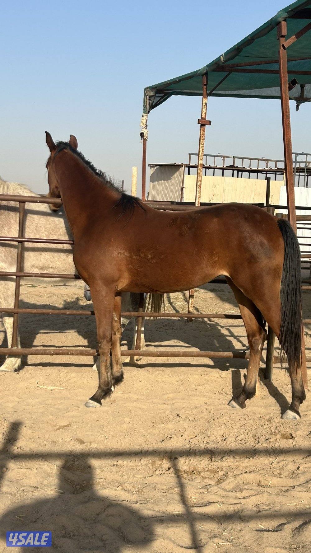 سلام عليكم  فرس وبنتها المهره عمرها ٣ سنين  الفرس ٩سنين ولاقحه3