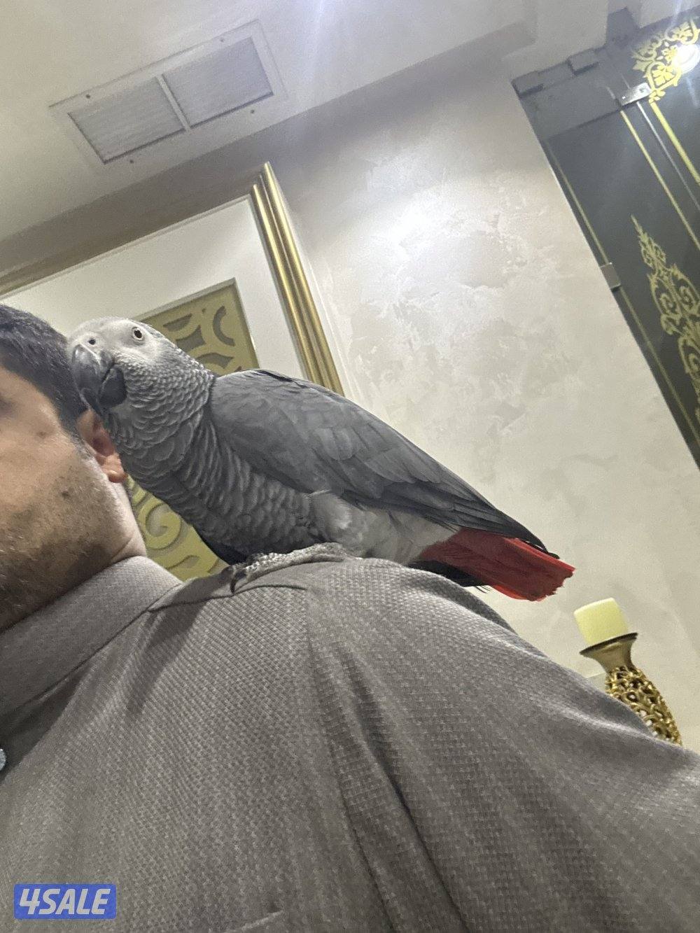 كاسكووو افريقي0