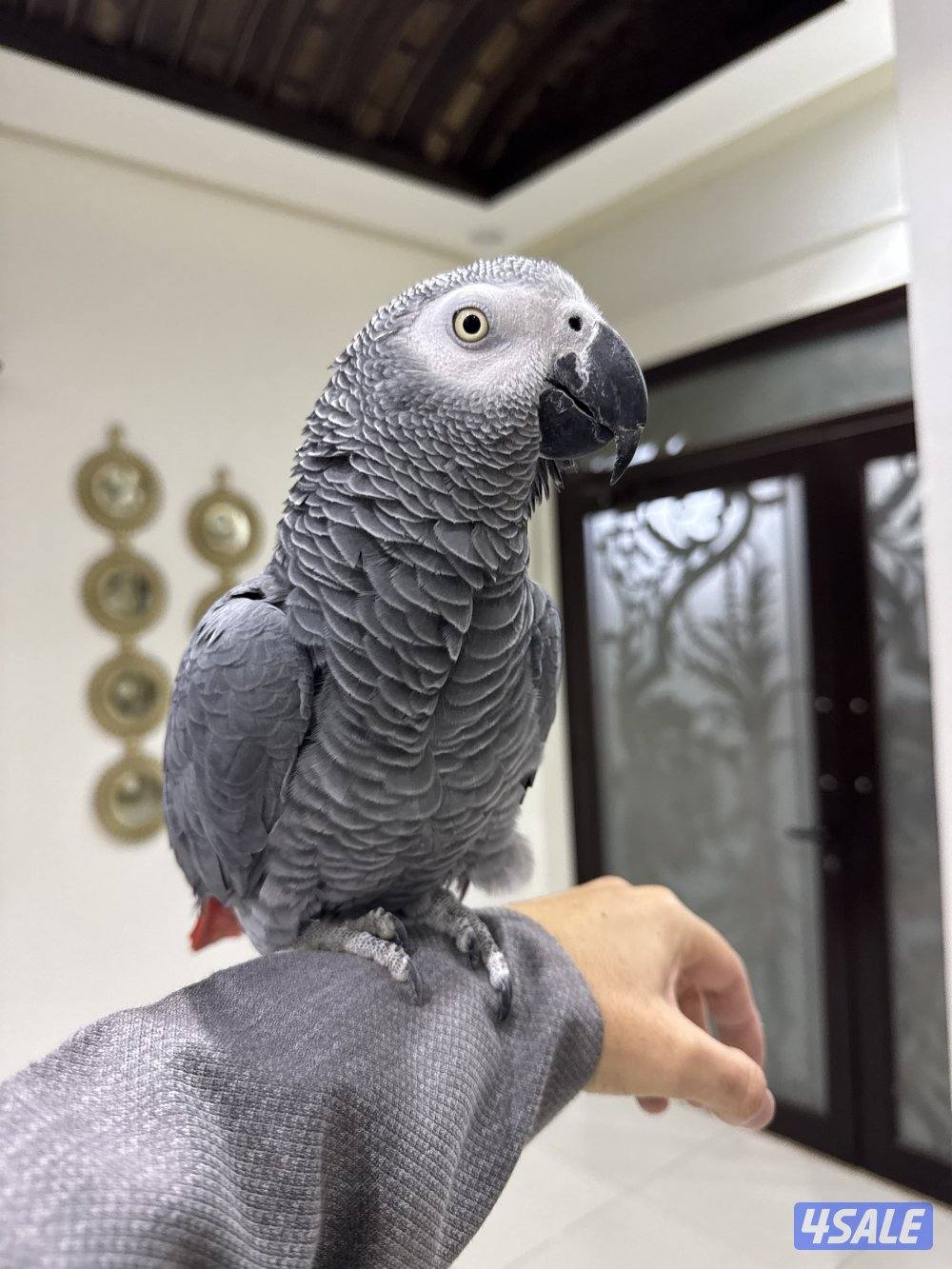 كاسكووو افريقي1