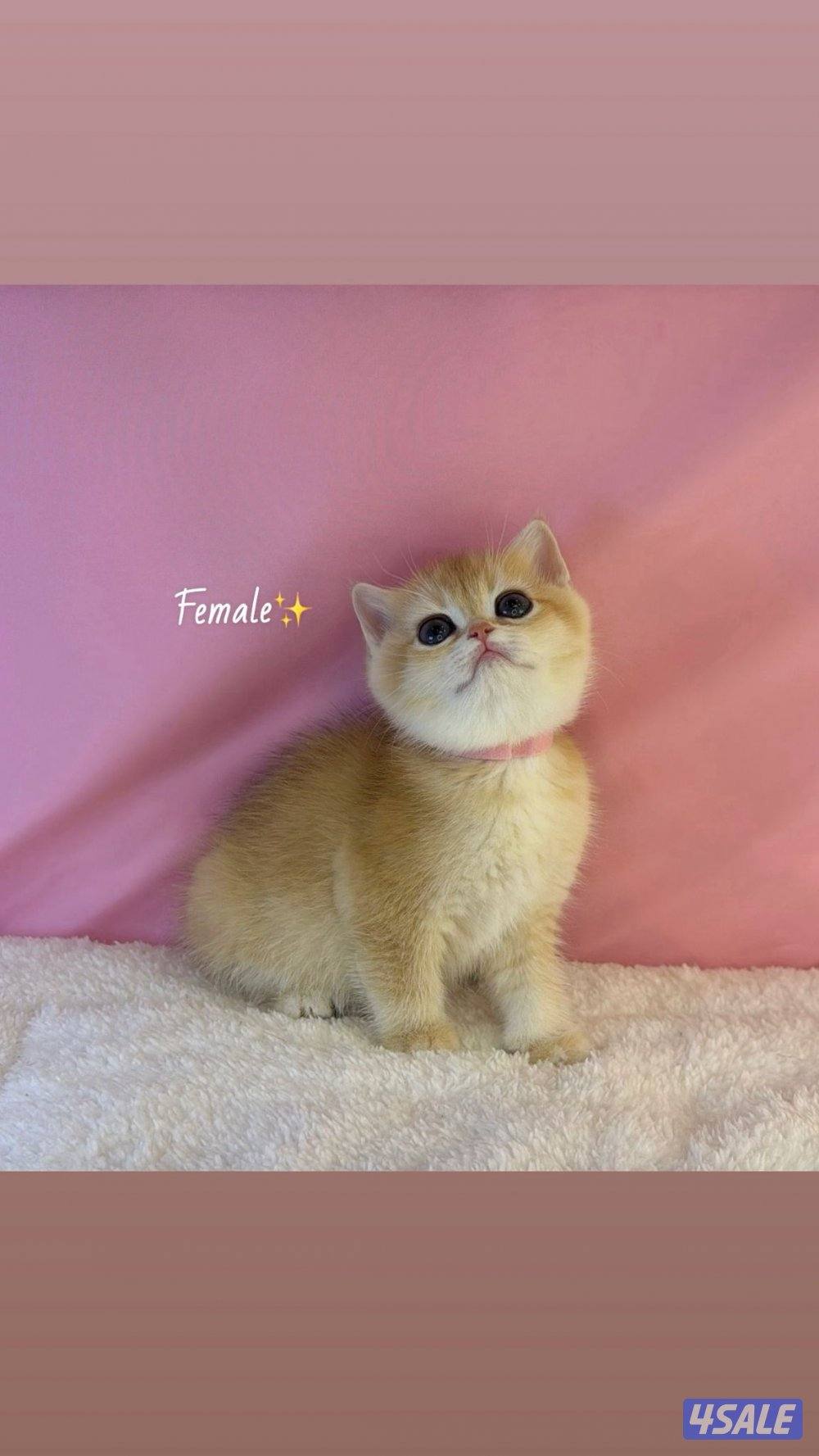 للبيع كيتن ذكر ونثية بريتش مطعمين0