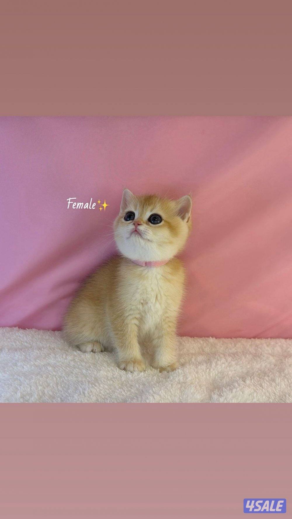 للبيع كيتن ذكر ونثية بريتش مطعمين1