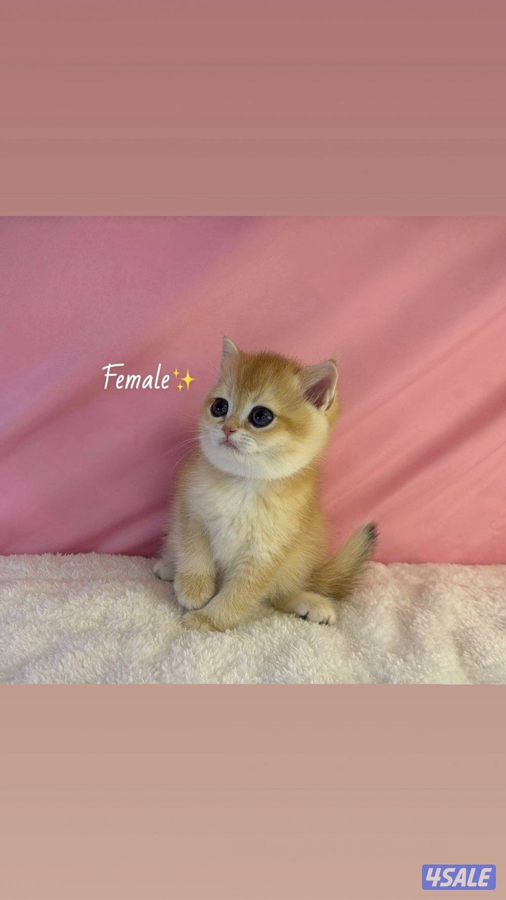 للبيع كيتن ذكر ونثية بريتش مطعمين2