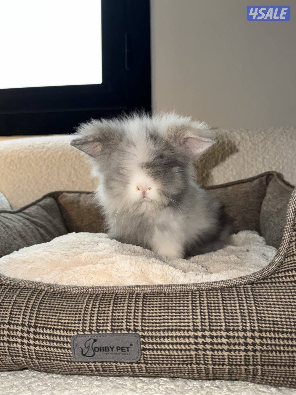 Teddy bear أرنب تيدي بير نظاف ومافيهم خوف0