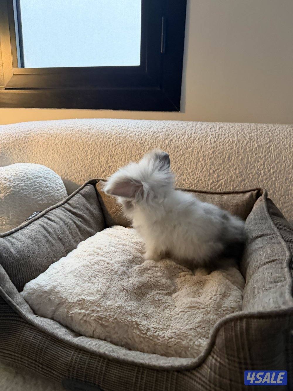 Teddy bear أرنب تيدي بير نظاف ومافيهم خوف1