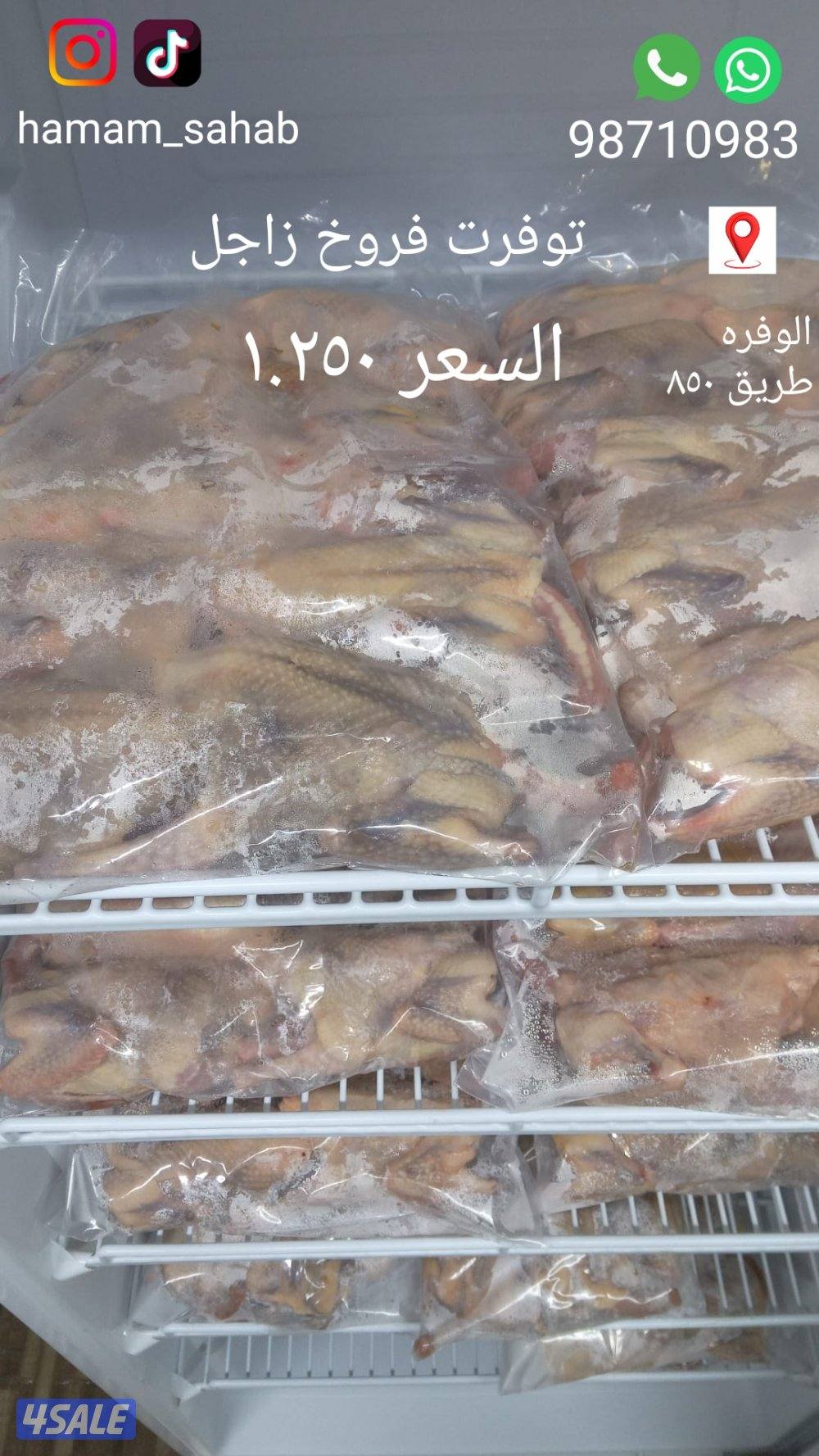 زغاليل زاجل مع الذبح والتنضيف0