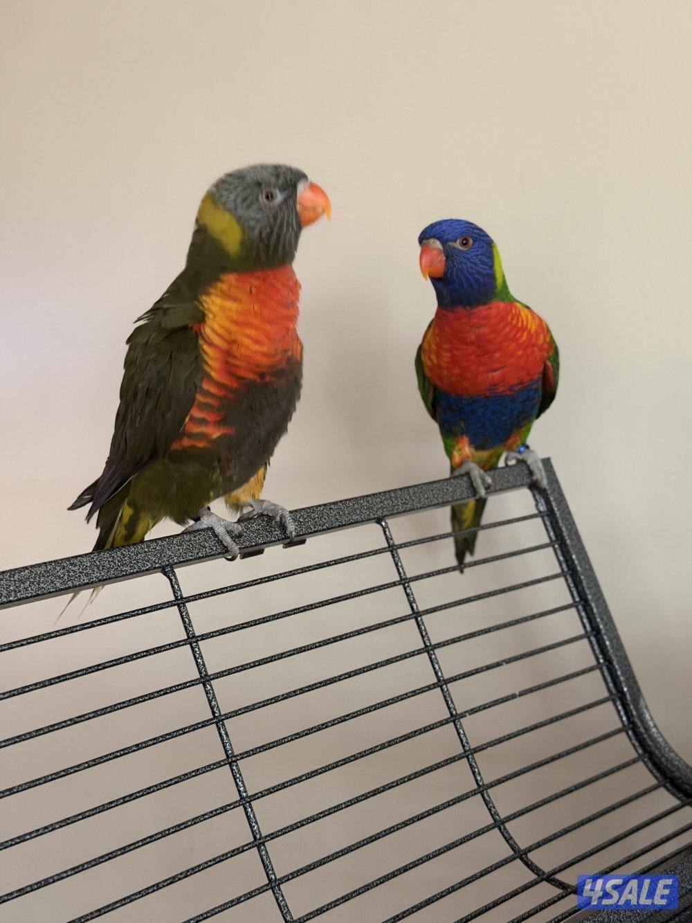 للبيع لوري0