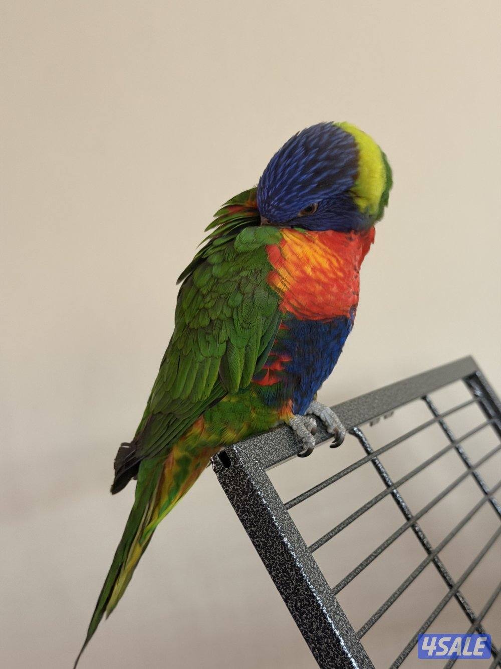 للبيع لوري1