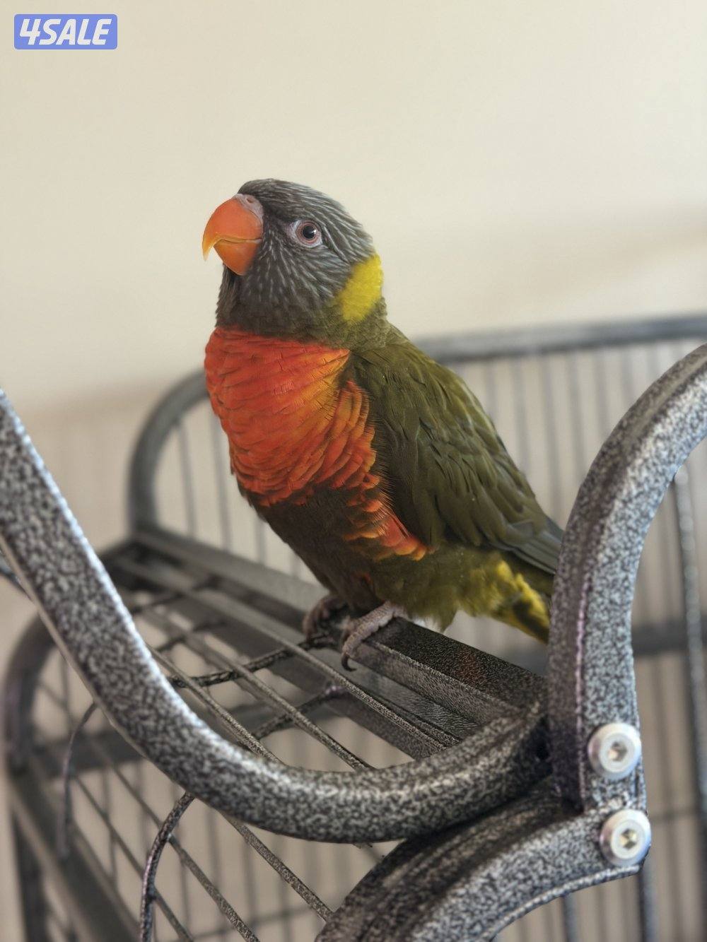 للبيع لوري2