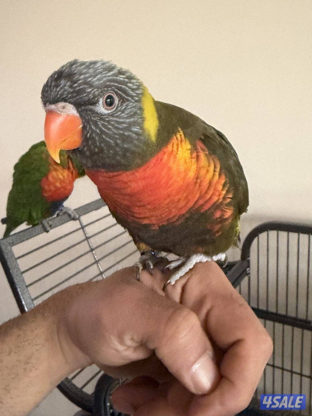 للبيع لوري3