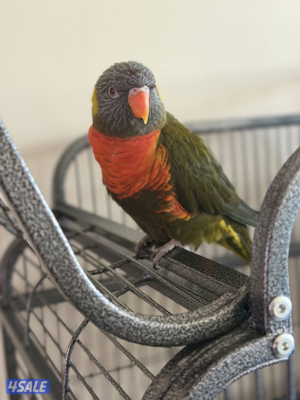 للبيع لوري4