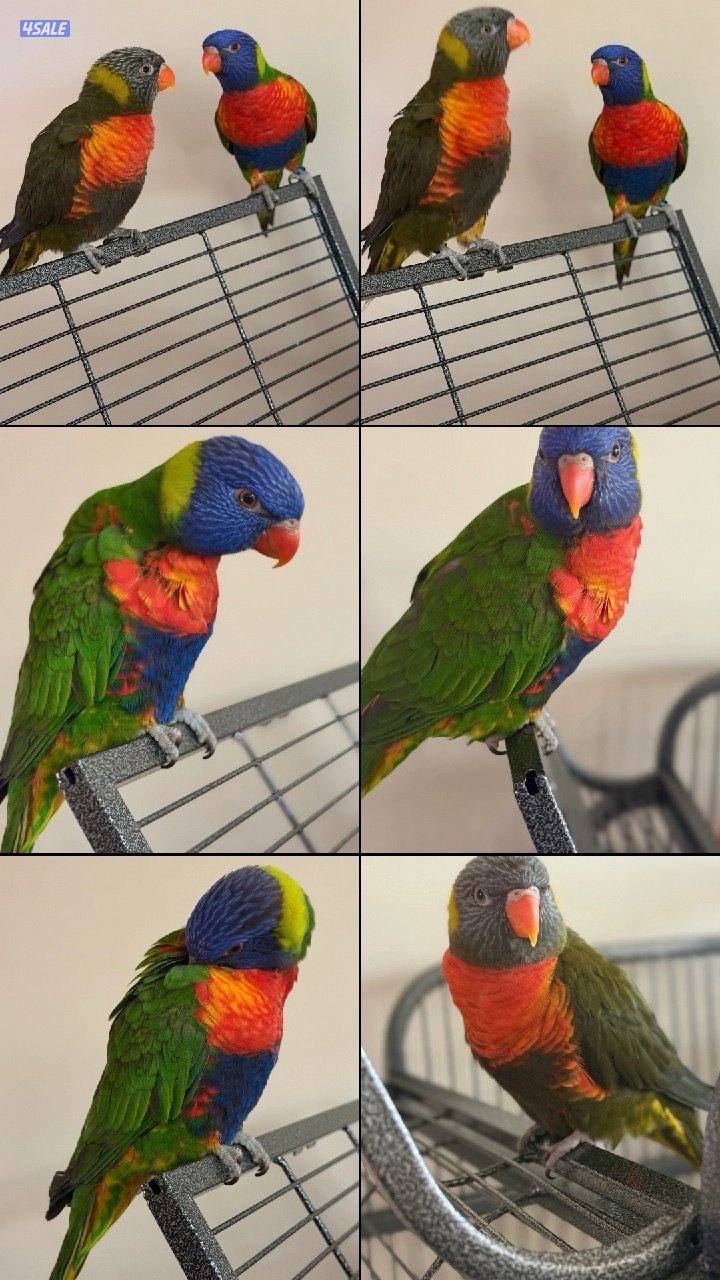 للبيع لوري5