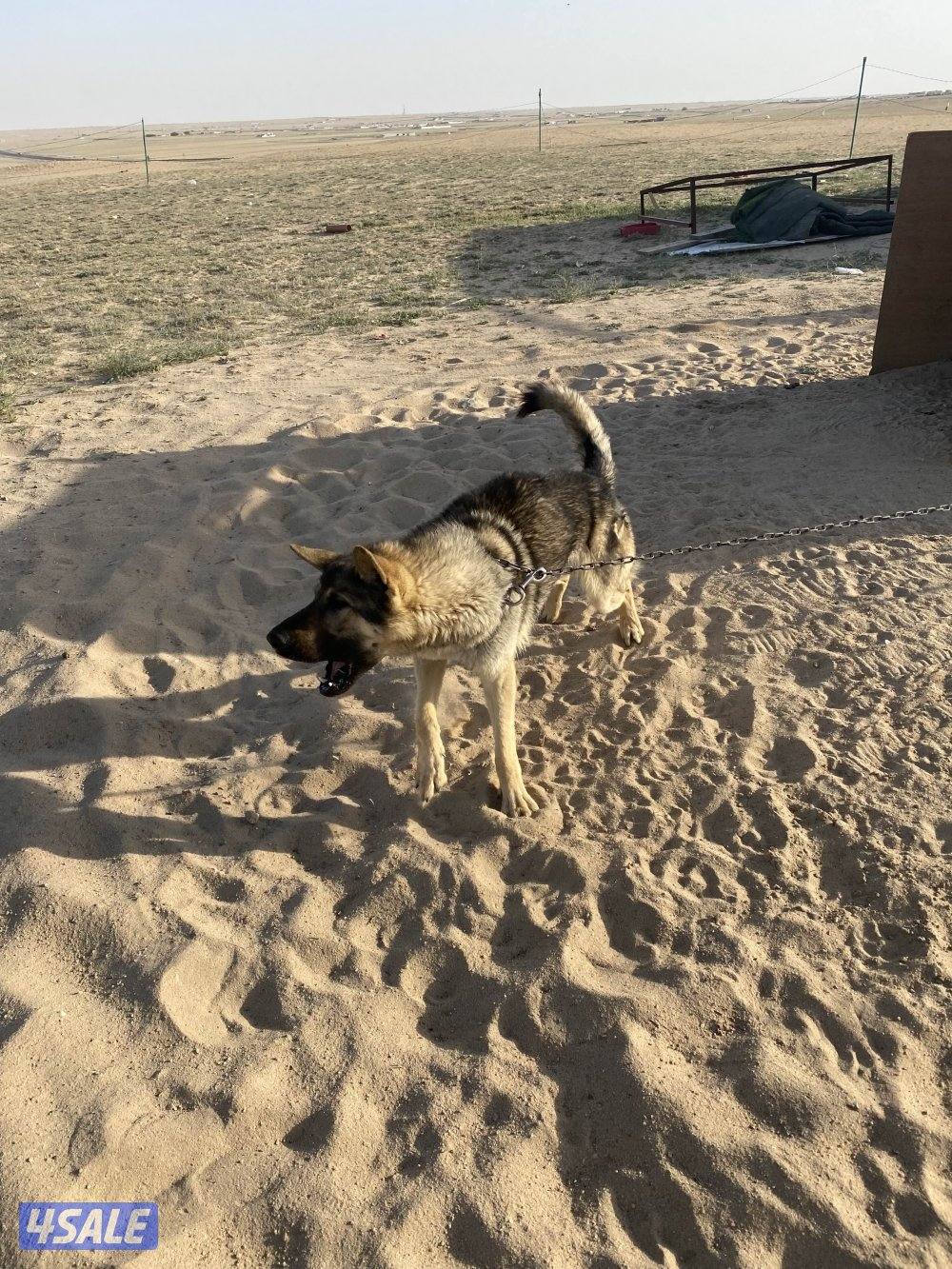 للبيع كلاب حراسة السعر على الاثنين0