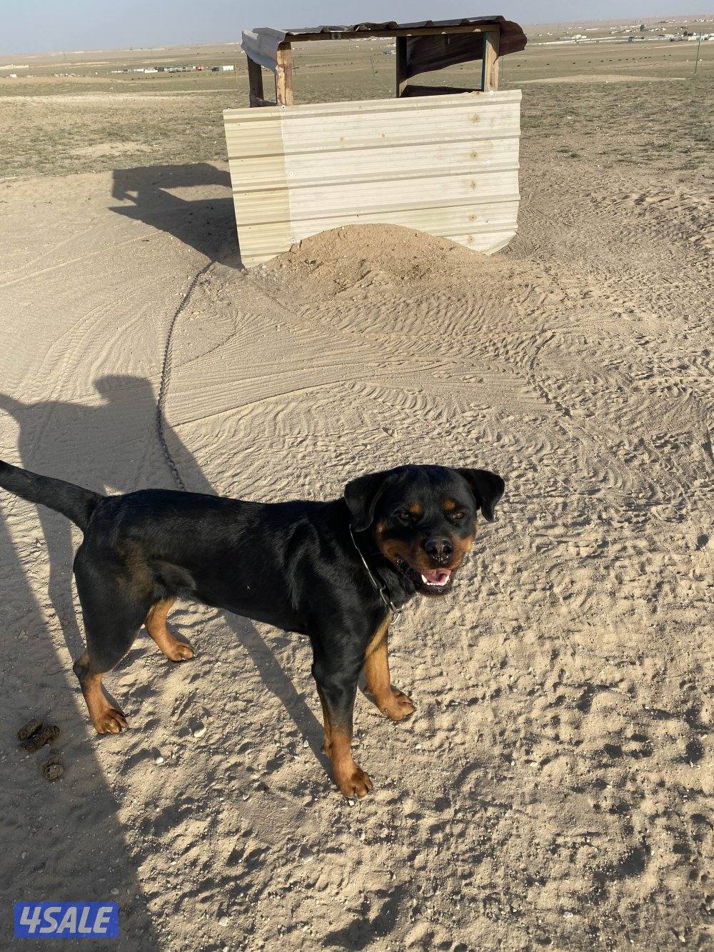 للبيع كلاب حراسة السعر على الاثنين1