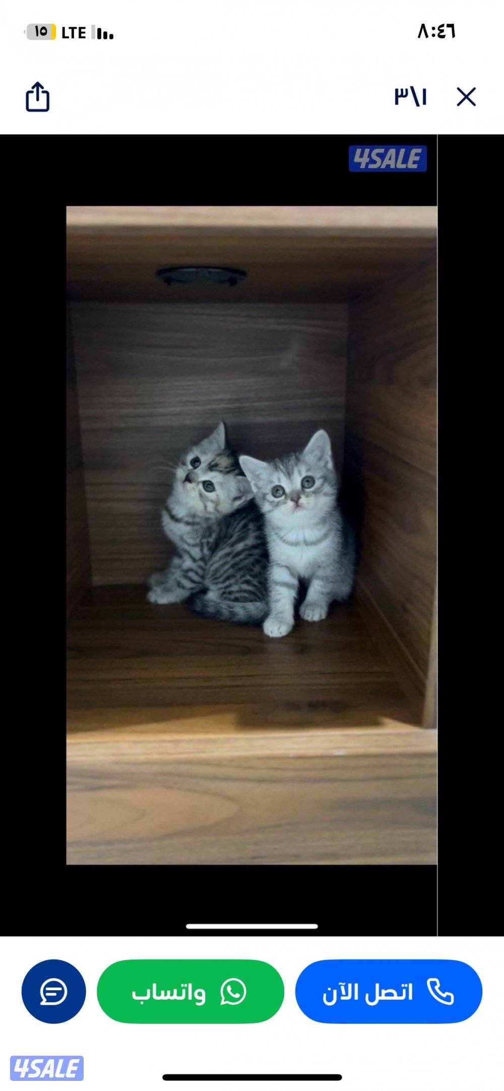 سكوتش فولد2