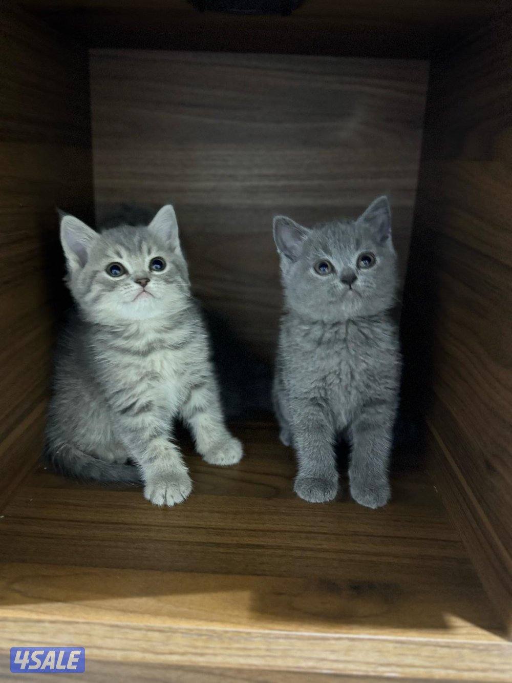 سكوتش فولد3