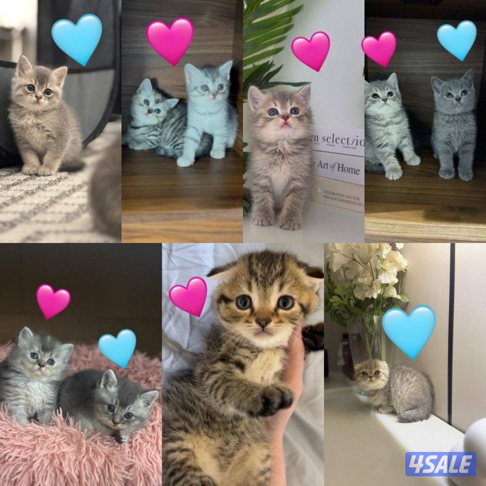 سكوتش فولد0