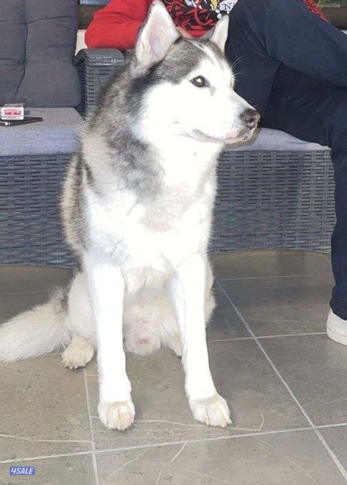 هسكي للتزواج1