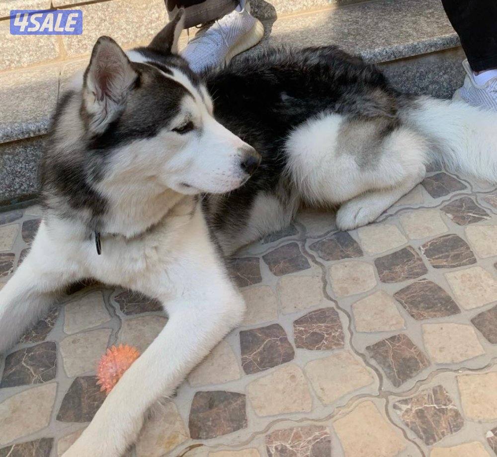 هسكي للتزواج3